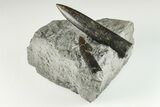 Two, Jurassic Belemnite (Passaloteuthis) Fossils - Germany #199264-1